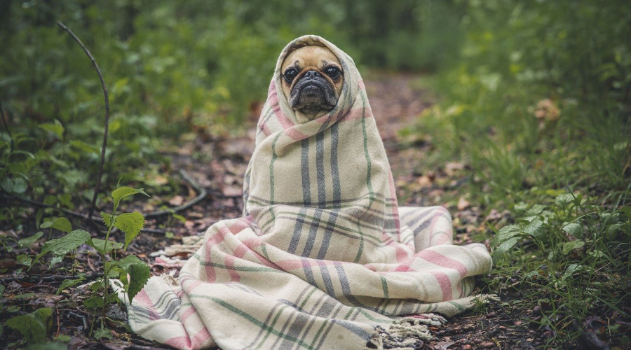 changement-climatique-animaux