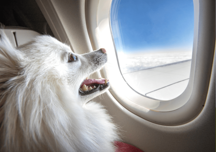 preparer-chien-vol-avion
