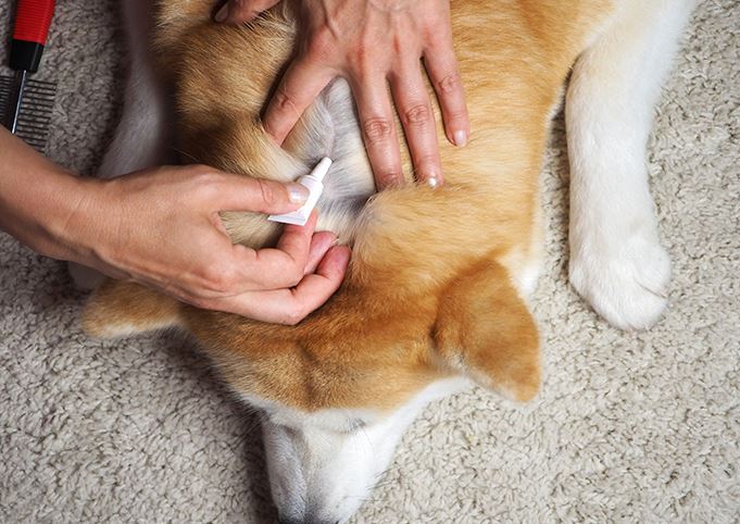 chiens-parasites-debarasser