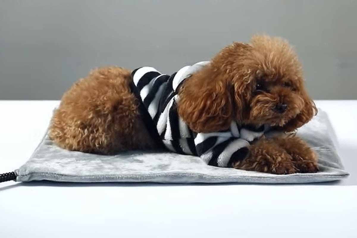 tapis-chauffant-chien-hiver