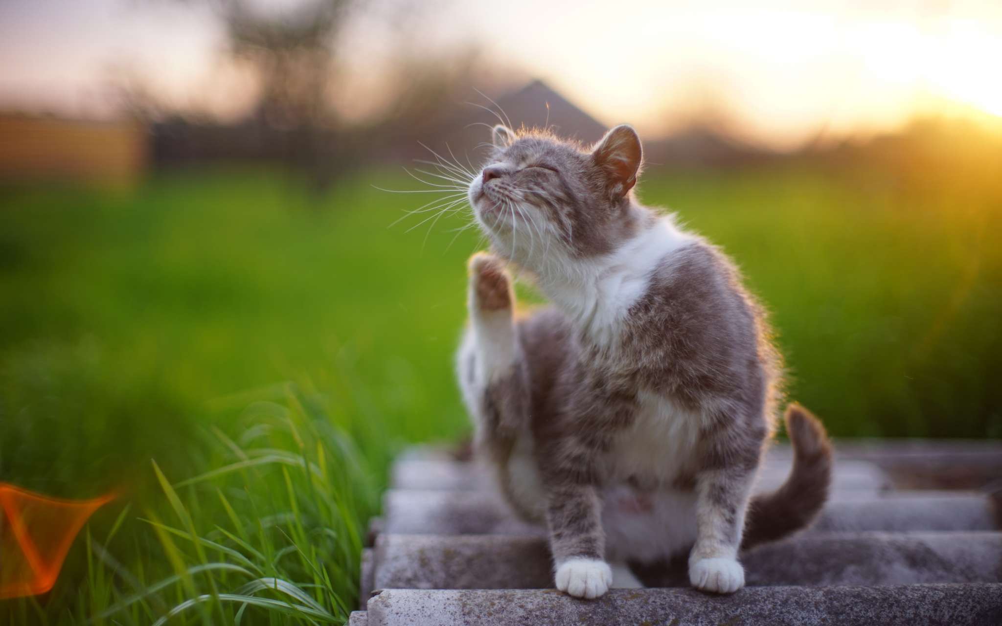 chats et puces tendance epic