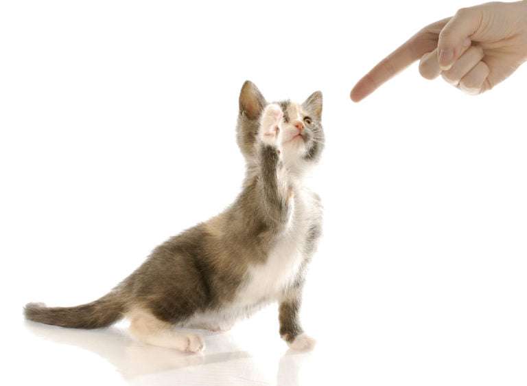 Comment bien éduquer son chaton dès le plus jeune âge ?