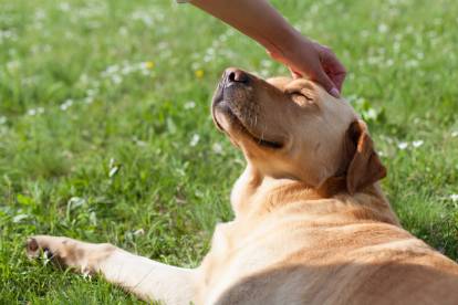 recompense chien sage tendance epic