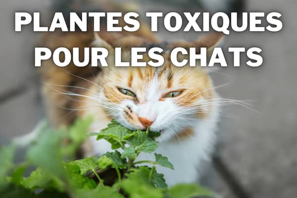 plantes-toxiques-chat