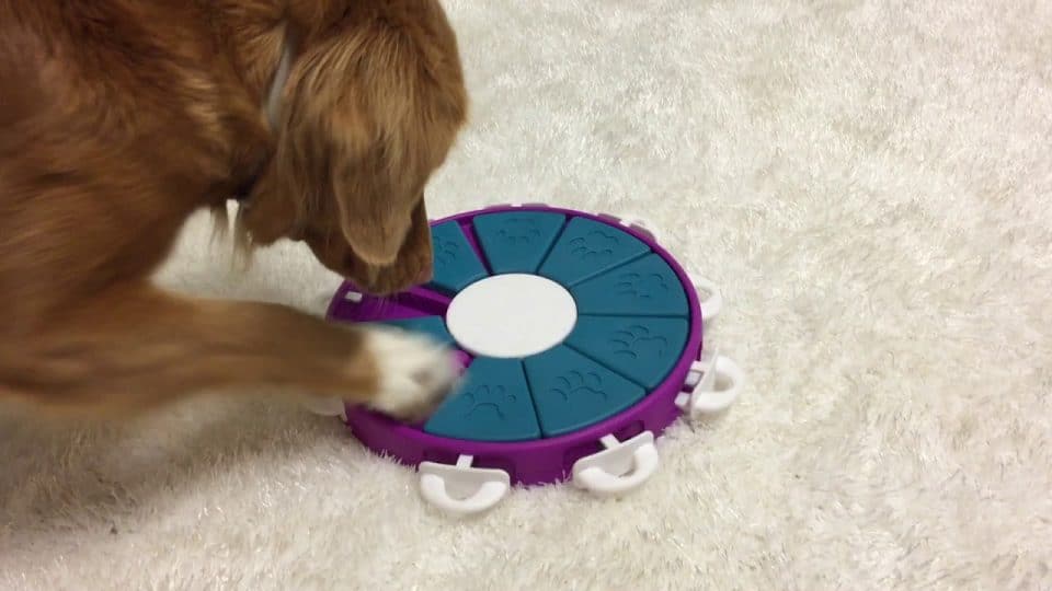 jouet-interactif-animaux