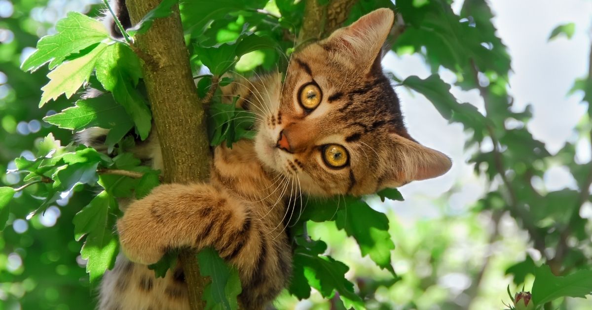 Astuces efficaces pour empêcher son chat de grimper partout