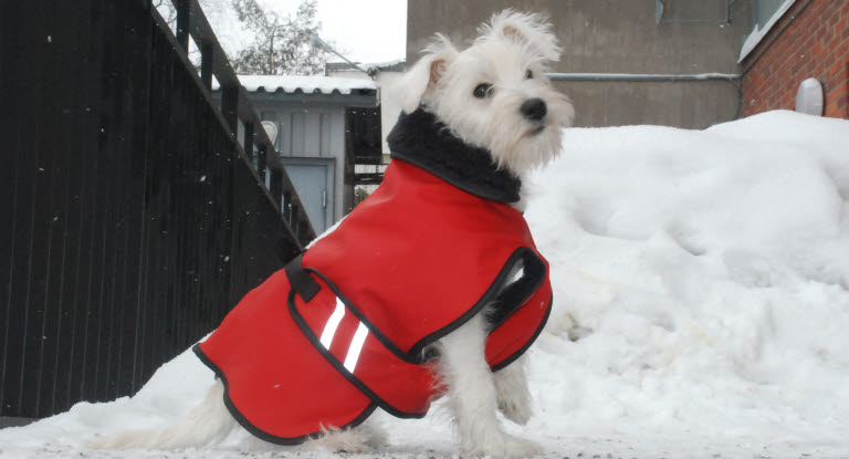 manteau-hiver-chien