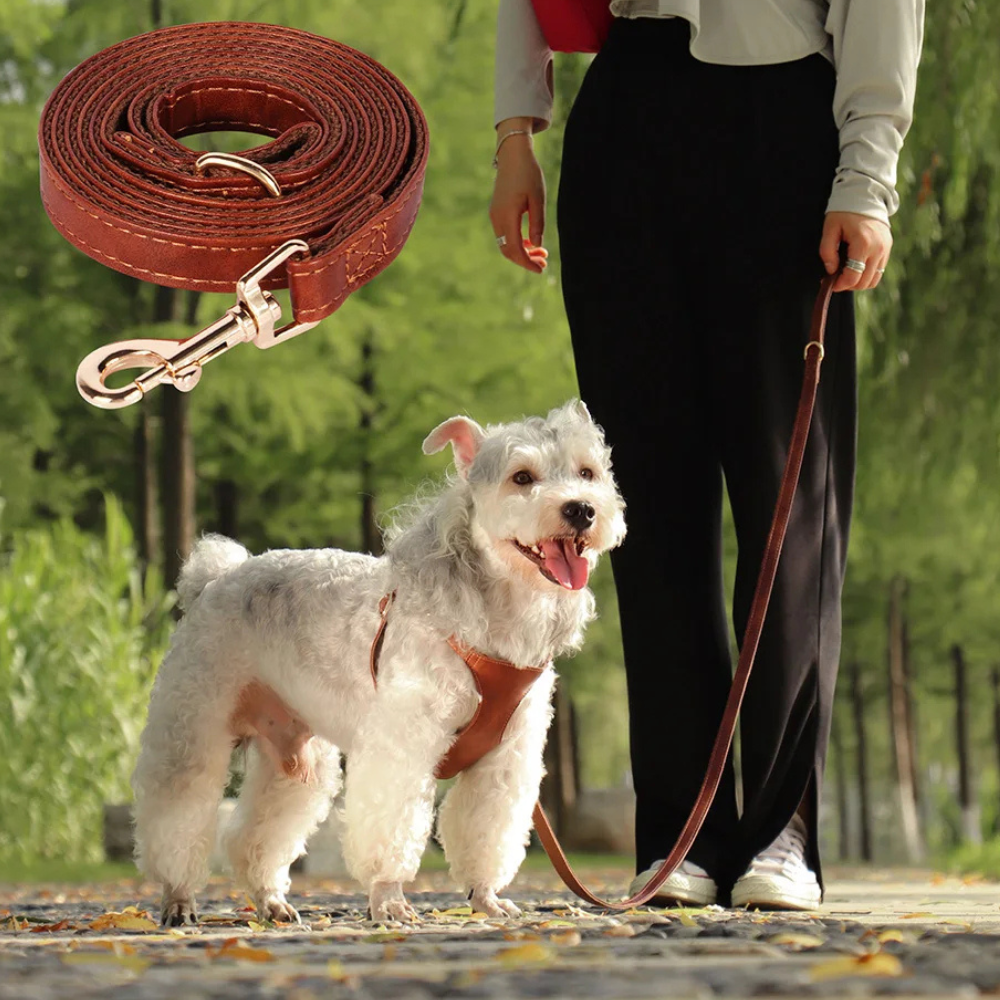 Harnais pour chien en Cuir et Laisse