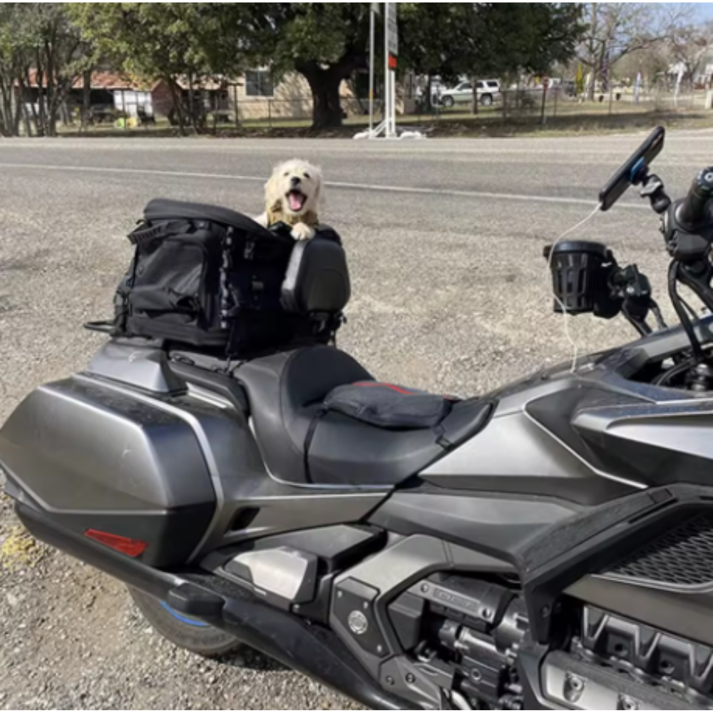Sac de transport pour chien de moto Sac de transport pour chat de moto