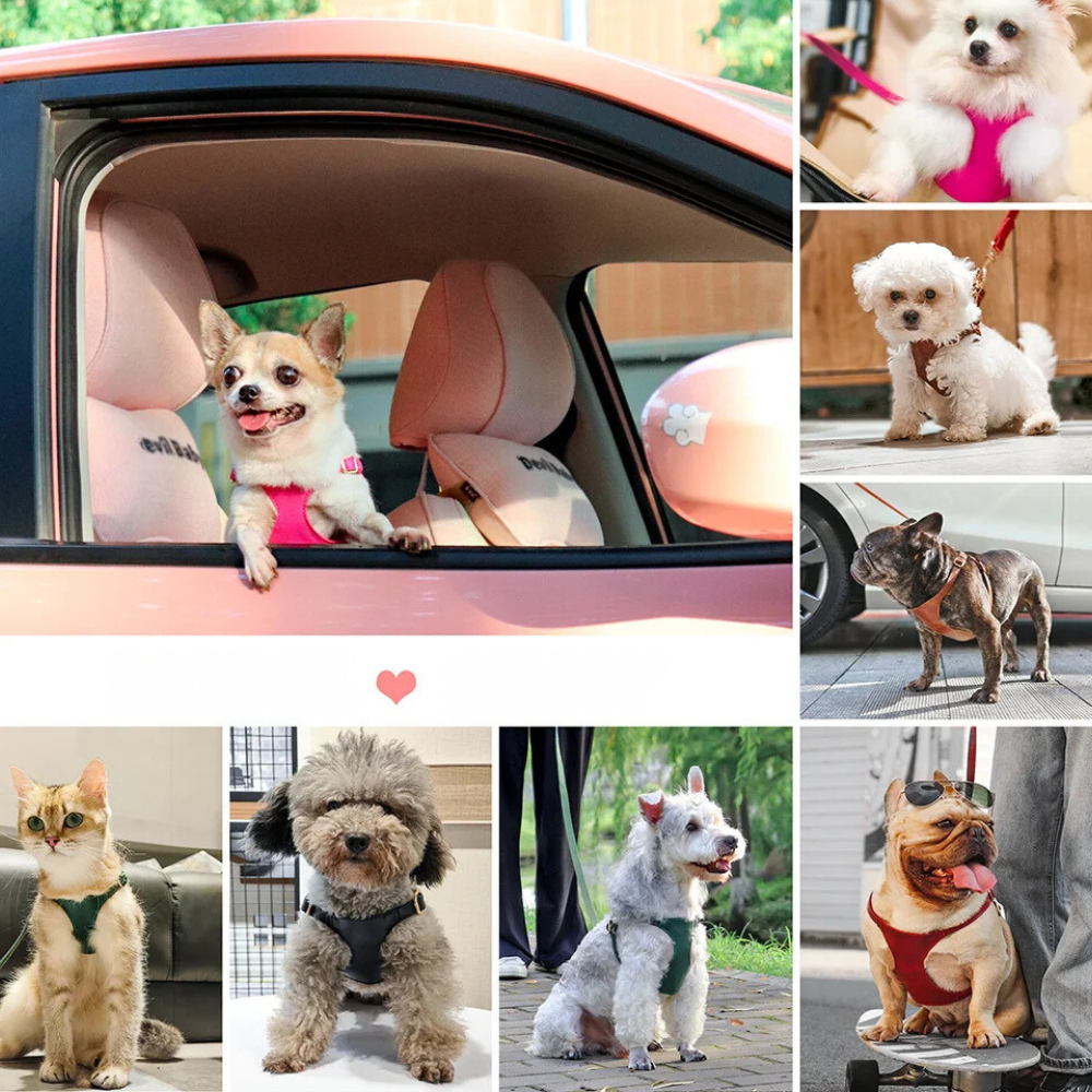 Harnais pour chien en Cuir et Laisse