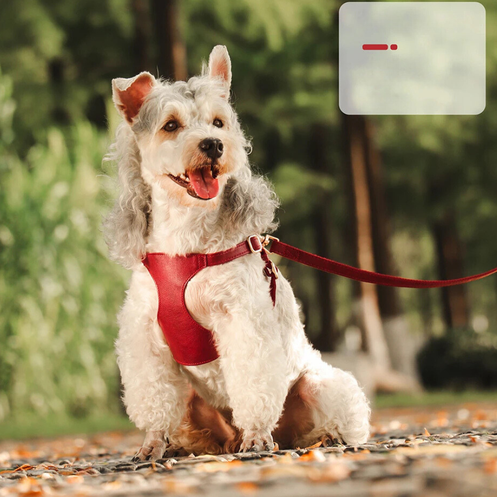 Harnais pour chien en Cuir et Laisse