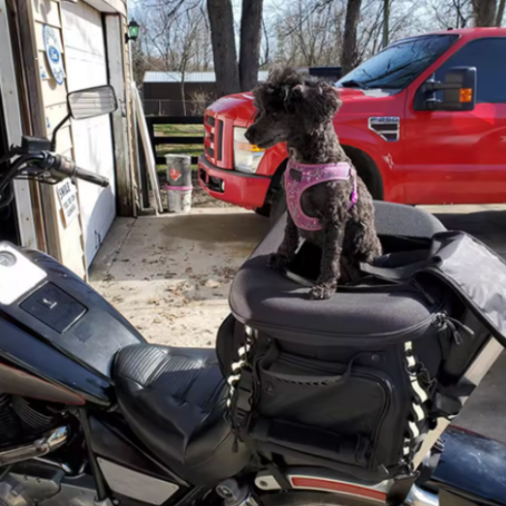 Sac de transport pour chien de moto Sac de transport pour chat de moto