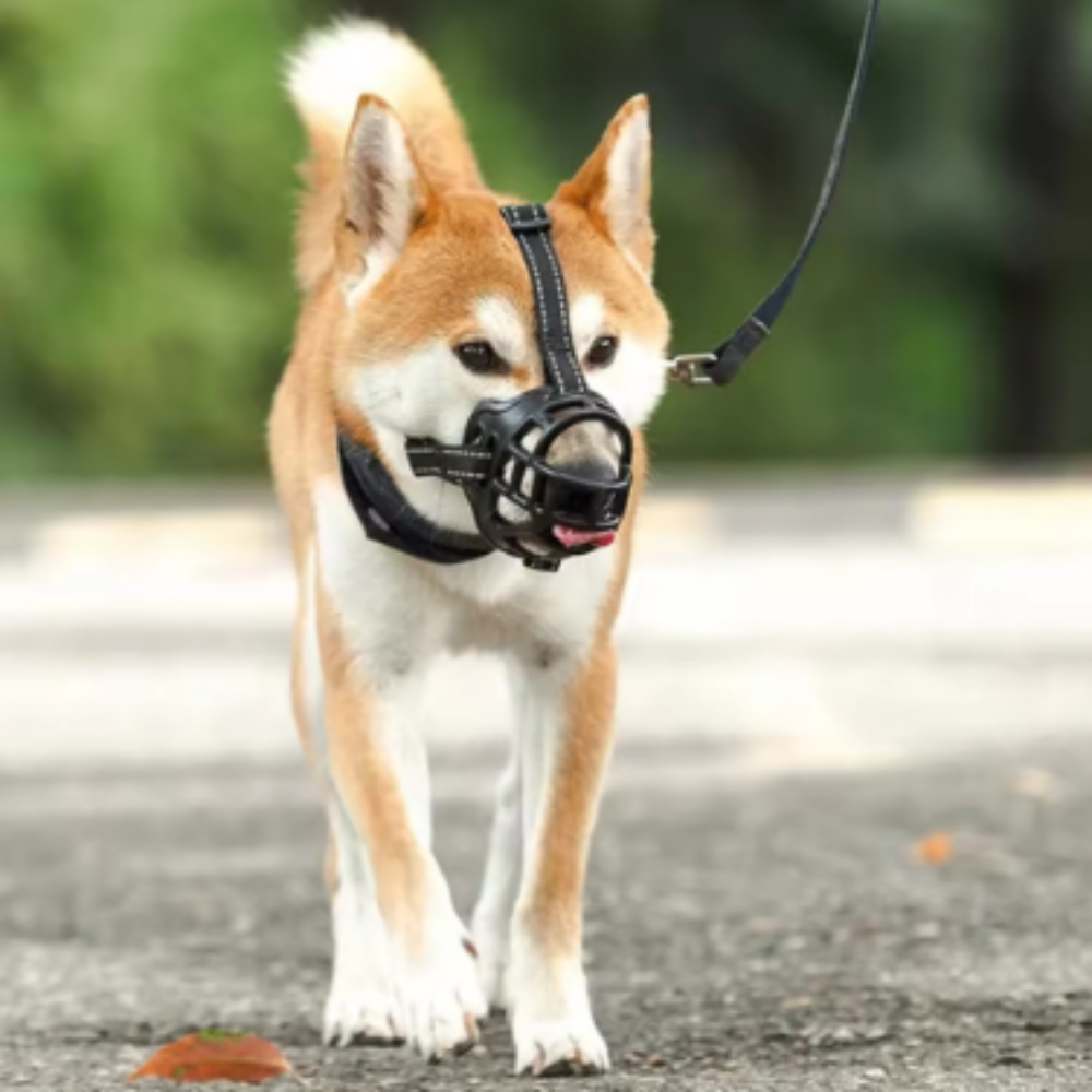 Protection Bucco-Dentaire Anti-Morsure pour Chien