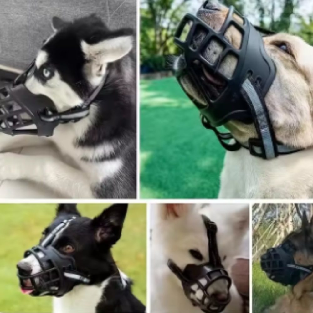 Protection Bucco-Dentaire Anti-Morsure pour Chien