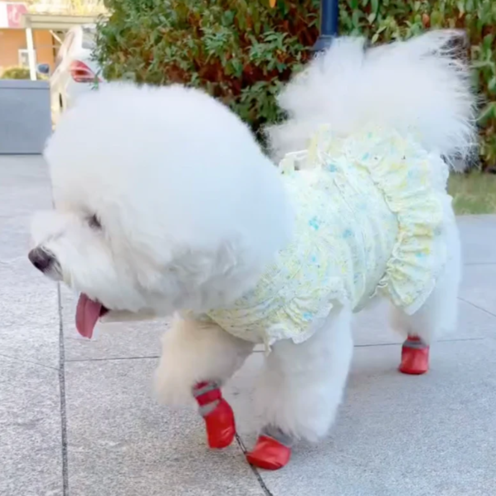Chaussures pour chiens chaussettes