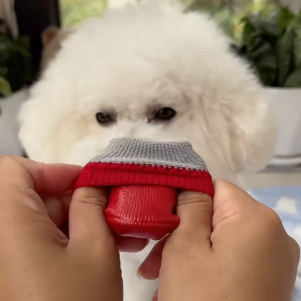 Chaussures pour chiens chaussettes