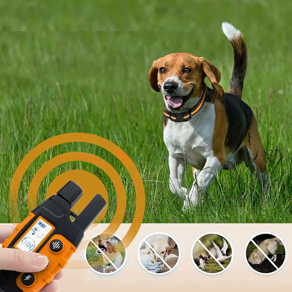 Collier de dressage électrique pour chien avec télécommande