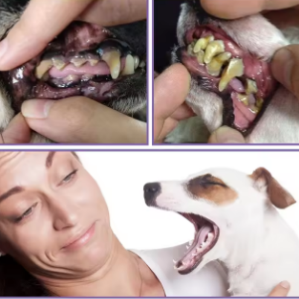 Gel de réparation bucco-dentaire pour animaux de compagnie