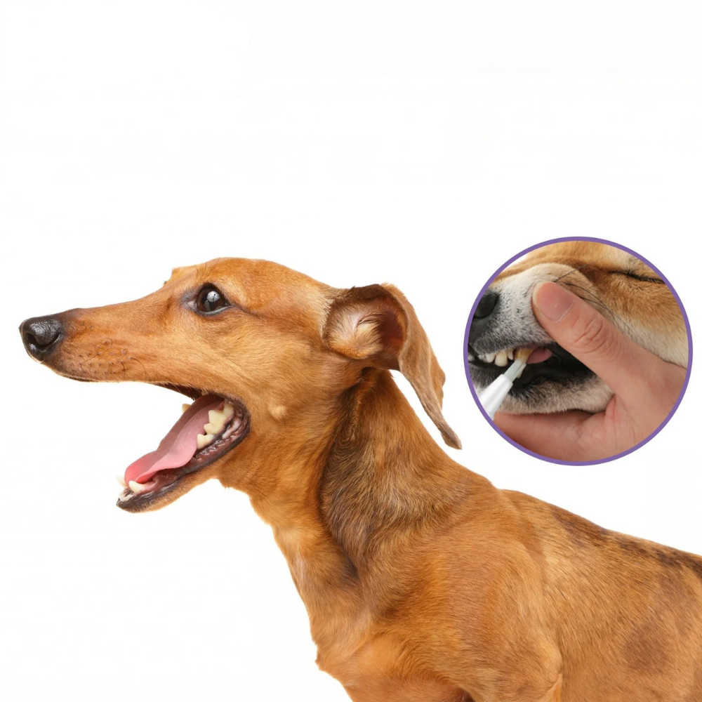 Gel de réparation bucco-dentaire pour animaux de compagnie