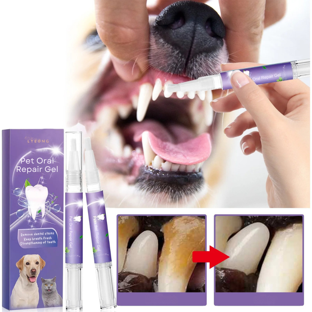 Gel de réparation bucco-dentaire pour animaux de compagnie