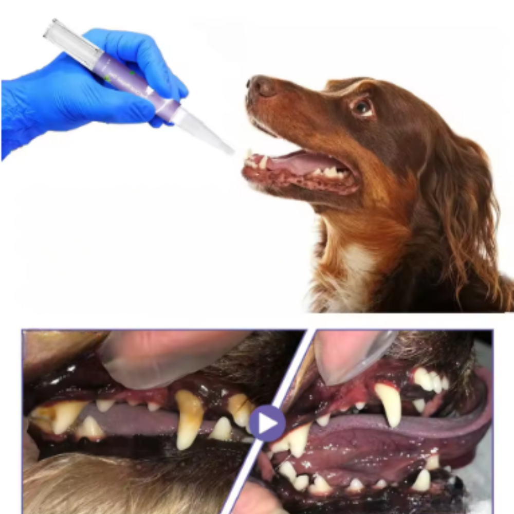 Gel de réparation bucco-dentaire pour animaux de compagnie