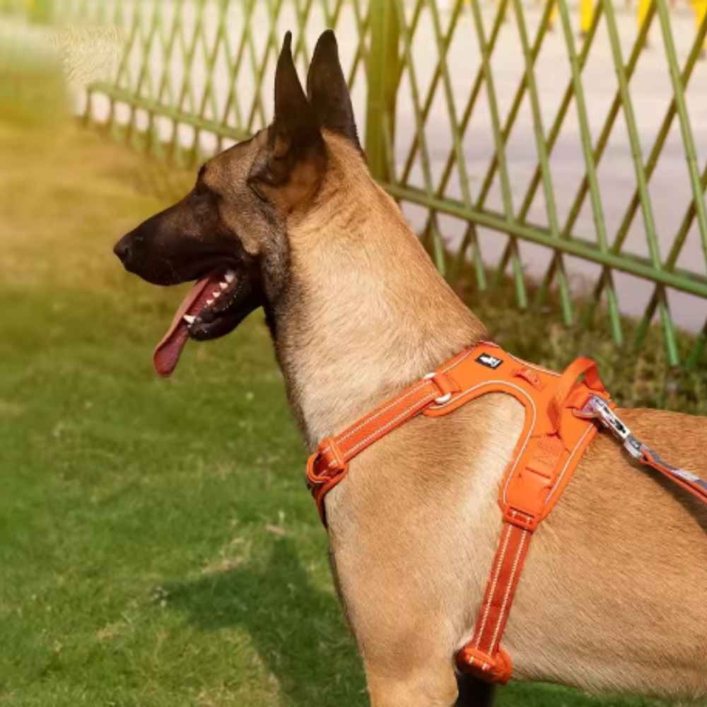 Harnais réglable pour chien