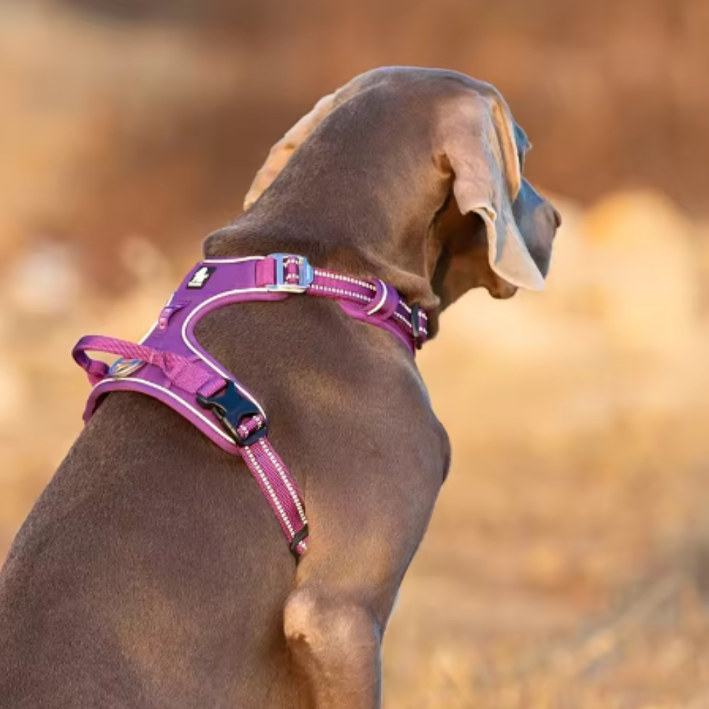 Harnais réglable pour chien