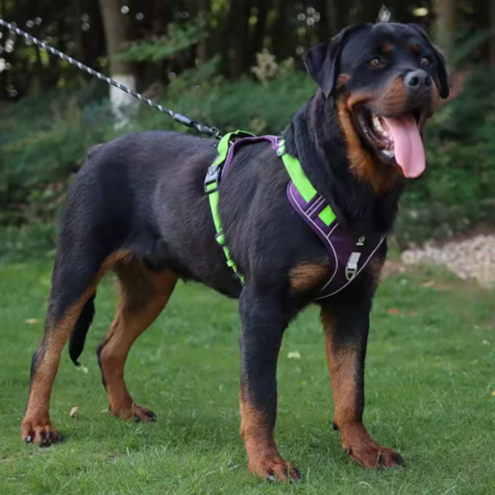 Harnais tactique réfléchissant pour chien