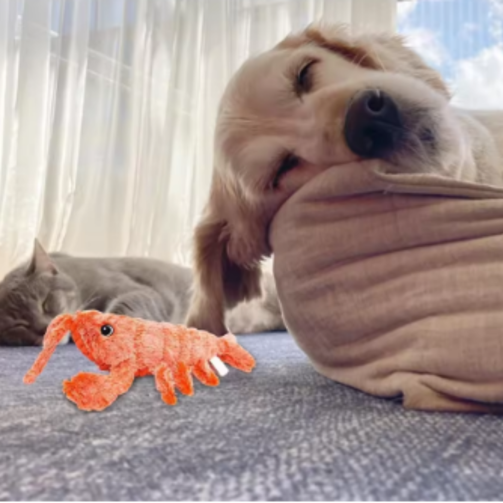 Jouets électriques pour animaux de compagnie
