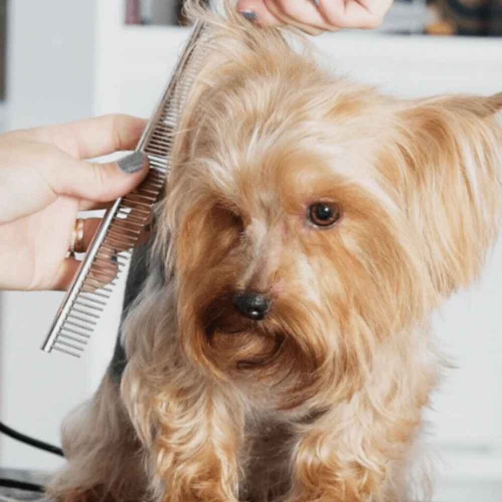 Cisailles de Toilettage Professionnelles pour Chien