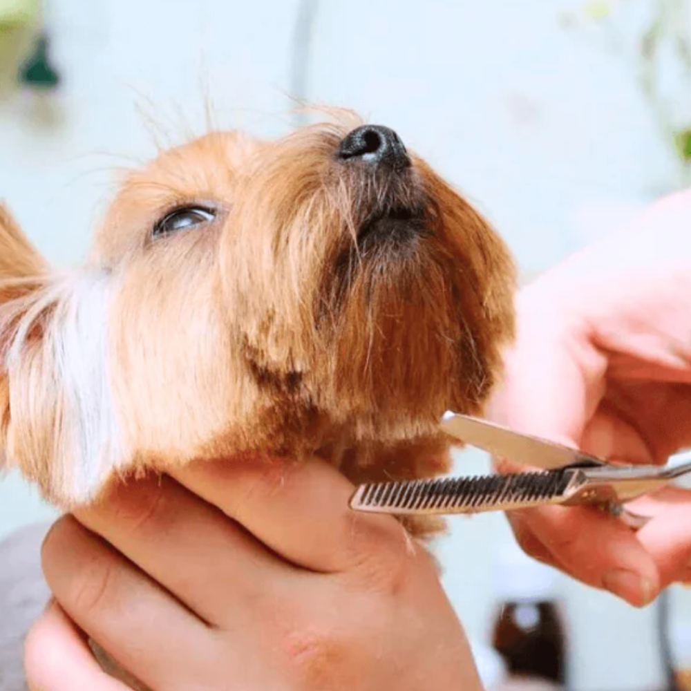 Cisailles de Toilettage Professionnelles pour Chien