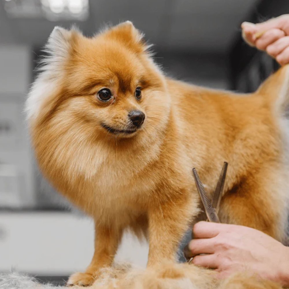 Cisailles de Toilettage Professionnelles pour Chien