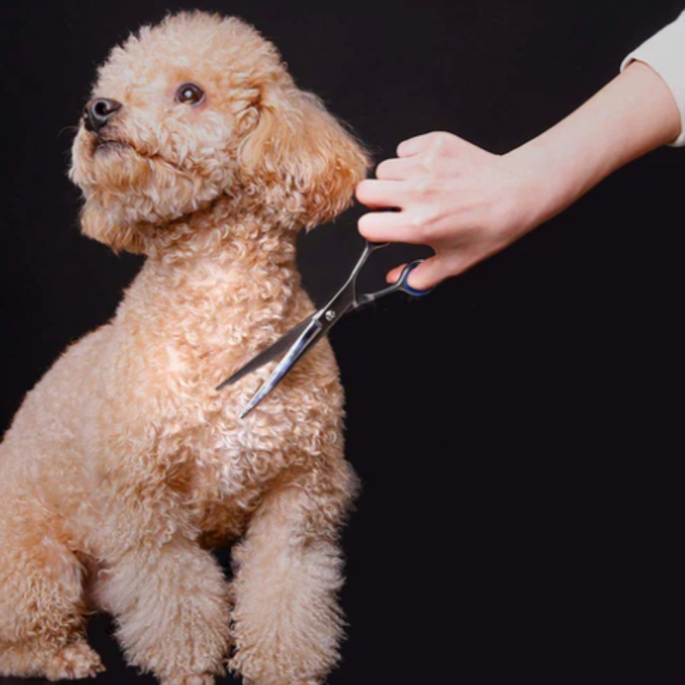 Cisailles de Toilettage Professionnelles pour Chien