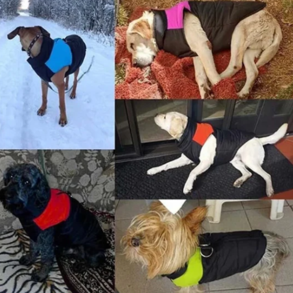 Veste chaude et matelassée pour chien