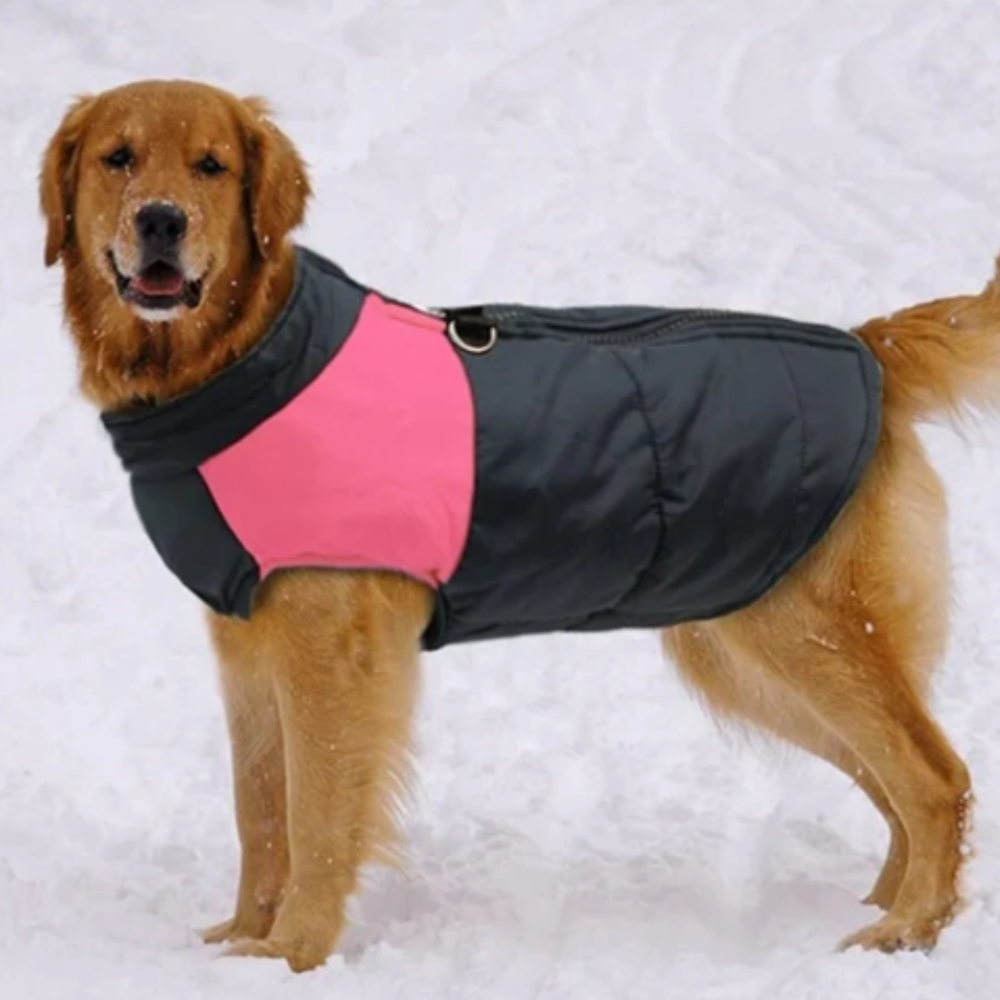 Veste chaude et matelassée pour chien