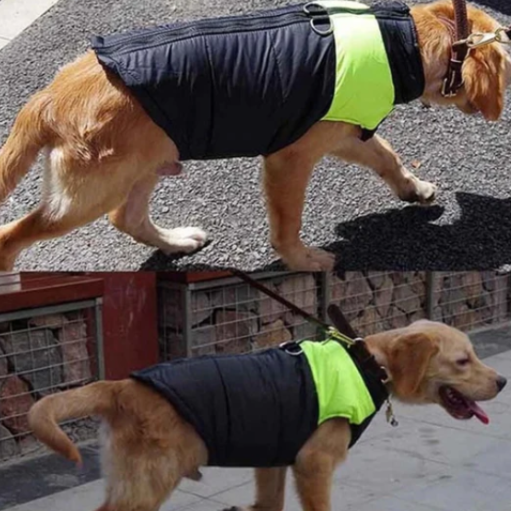 Veste chaude et matelassée pour chien