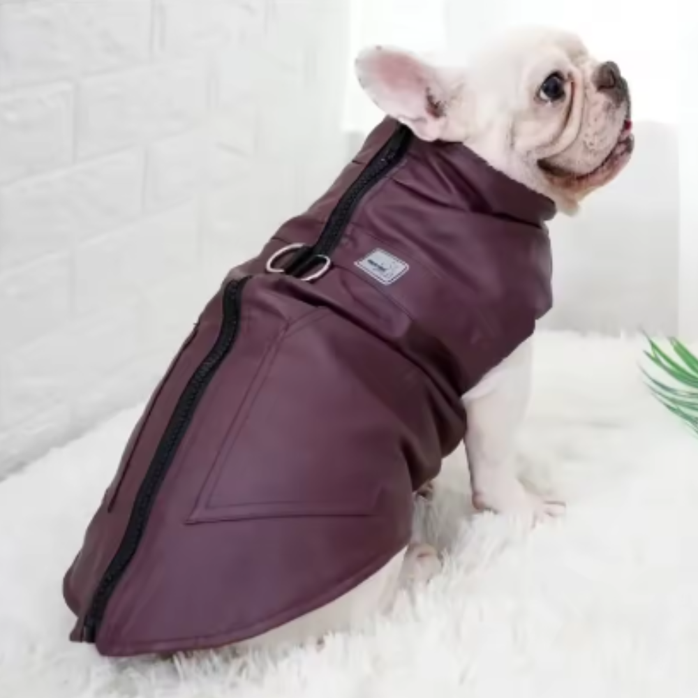 Veste imperméable pour chien