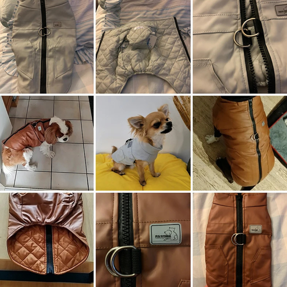 Veste imperméable pour chien