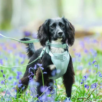 Trouver le harnais idéal pour un chien actif