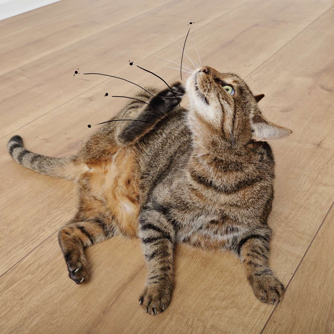 chat-et-puces