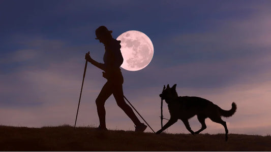 Promener son chien en toute sécurité la nuit