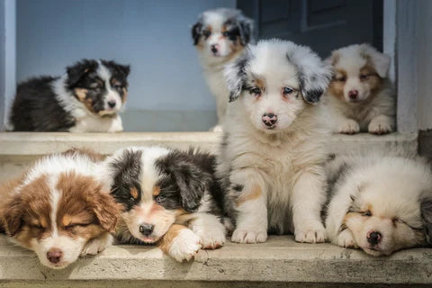 races chiens mignons