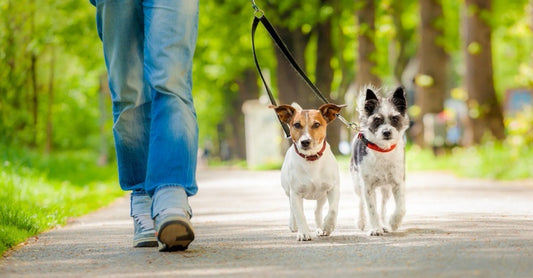 Façons de promener deux chiens en toute sécurité et sérénité