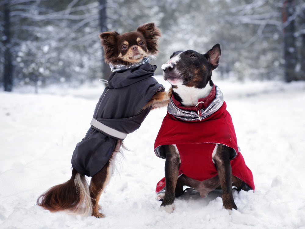 vetelments-chien-hiver
