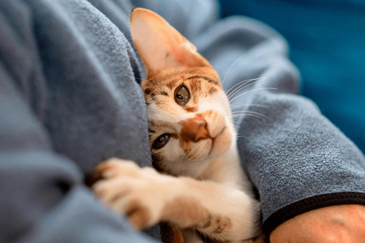chat-calin