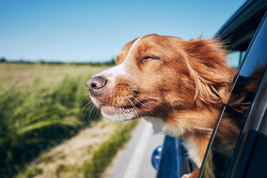 Comment Protéger Votre Voiture des Poils et Salissures