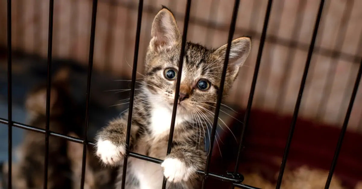 adopter un chaton