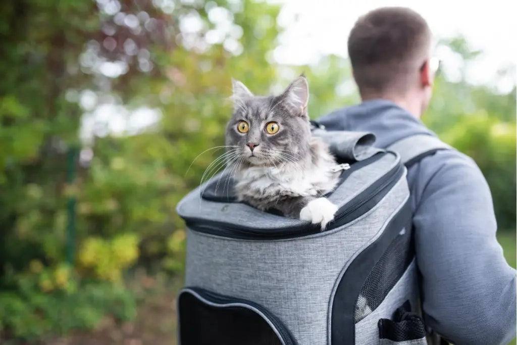 chats sac a dos