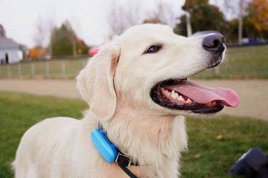 Les colliers connectés : suivez les activités de votre chien