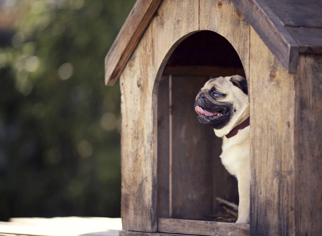 Comment entretenir une niche pour chien ?